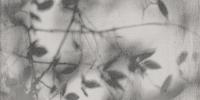 ART WALLS SHADOW NAT R60X120
