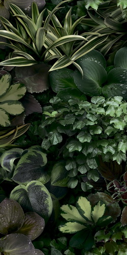 Керамогранит Paper41 Pro Jane C 50x100