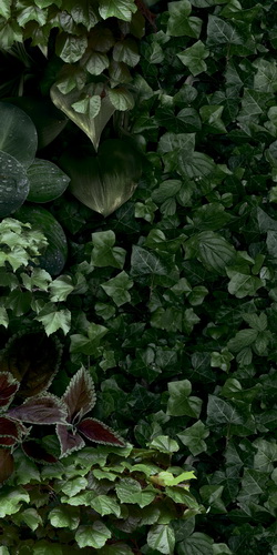 Керамогранит Paper41 Pro Jane D 50x100